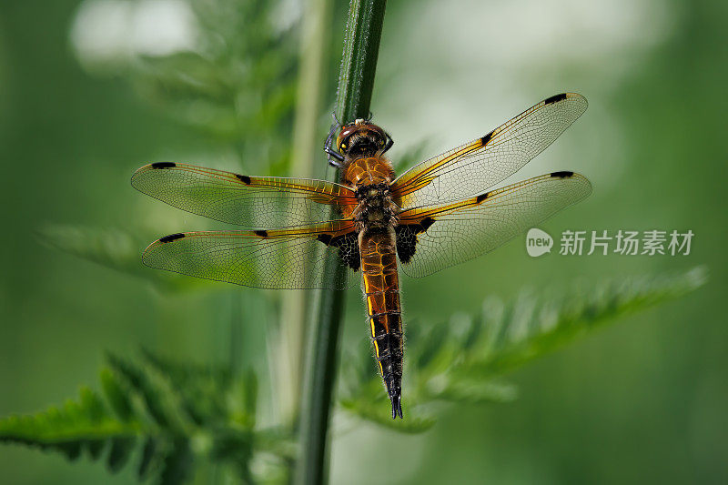 四只斑追逐蜻蜓(Libellula quadrimaculata)张开翅膀在植物上休息